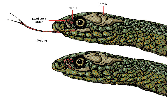 Jacobson's Organ