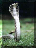 Cobra Information Series