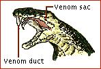 Cobra Venom Diagram