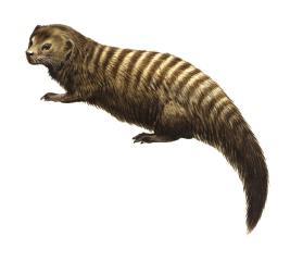 Banded Mongoose