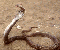 Detailed Cobra Information
