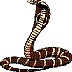 cobra2.jpg