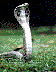 cobra6.jpg