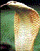 cobra7.jpg